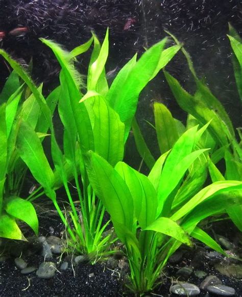 amazon sword philippines|Amazon Sword Care: Easy Growing, Planting, Placement (2020).